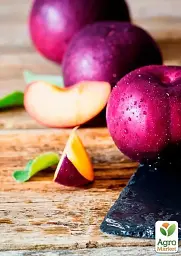 Саджанець Agro-Market Слива Рясна 1 шт. в упаковці (39996) - мініатюра 2