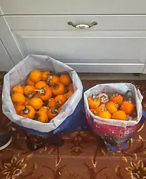 Саджанець Agro-Market Хурма на віргінській морозостійкій підщепі Мідер вищий сорт! (21382) 1 шт. в упаковці - мініатюра 2