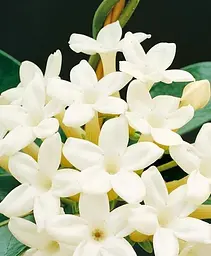 Саджанець Agro-Market Стефанотіс Stephanotis (51618) 1 шт. в упаковці (кімнатний) - мініатюра 3