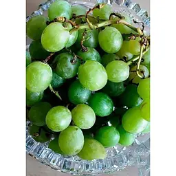 Саджанець Agro-Market Виноград Совіньон Блан (Sauvignon Blanc) (винний сорт, середній термін дозрівання) 1 шт. в упаковці (44318) - мініатюра 4