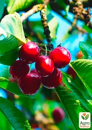 Саджанець Agro-Market Черешня рожева Аеліта (літній сорт, середньопізній термін дозрівання) 1 шт. в упаковці (35976) - мініатюра 2