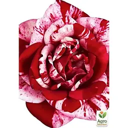 Троянда чайно-гібридна Agro-Market ПаПаджена саджанець класу АА+ вищий сорт 1 шт. в упаковці (17673) - мініатюра 2