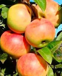 Саджанець Agro-Market Яблуня колоновидна Піонер (літній сорт, пізній термін дозрівання) (25940) 1 шт. в упаковці - мініатюра 2