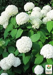 Саджанець Agro-Market Гортензія крупнолиста біла Bright White (44818) - мініатюра 4