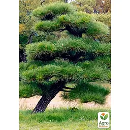 Саджанець Agro-Market Сосна Тунберга 3-річна Pinus Thunbergii С1,5, висота 40-50см (підходить для бонсай) (176349) - мініатюра 2