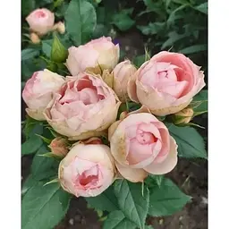 Троянда флорибунда Agro-Market Peony Pink Пиони Пінк 1 шт. в упаковці (51249) - мініатюра 3
