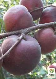Саджанець Agro-Market Абрикос Шлор Циран (Чорний) (літній сорт, середньопізній термін дозрівання) 1 шт. в упаковці (39959) - мініатюра 4