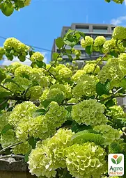 Саджанець Agro-Market Гортензія волотиста лайм Ріо-Гранде (Rio Grande) (морозостійкий сорт) (103401) - мініатюра 3