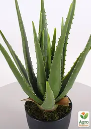 Саджанець Agro-Market Суккулент Aloe Vera 1 шт. в упаковці (51638) - мініатюра 2