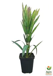 Саджанець Agro-Market Олеандр духмяний Nerium oleander Pink (вічнозелений, ароматний кущ) (85688) - мініатюра 2