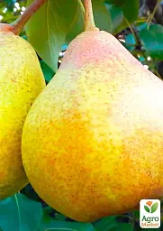 Саджанець Agro-Market Груша Бере Київська (зимовий сорт, пізній термін дозрівання) 1 шт. в упаковці (16180) - мініатюра 2