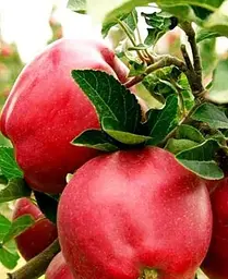 Саджанець Agro-Market Яблуня Роял Ред Делішес (зимовий сорт, пізній термін дозрівання) (40027) 1 шт. в упаковці - мініатюра 3