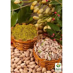 Саджанець Agro-Market Фісташка Киргизька (морозостійкий корисний горіх, не схильний до хвороб) (61837) - мініатюра 2