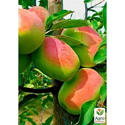 Саджанець Agro-Market Яблуня Синап Алма-Атинський укорінена в контейнері (саджанець 2 роки) (153220) - мініатюра 2