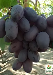 Саджанець Agro-Market Виноград кишмиш Лускунчик (ранній солодкий сорт селекції США) 1 шт. в пакуванні (182238) - мініатюра 2