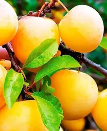 Саджанець Agro-Market Алича Злато Скіфів (літній сорт, ранній термін дозрівання) (39998) 1 шт. в упаковці - мініатюра 2