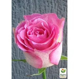 Троянда чайно-гібридна Agro-Market Малібу Malibu саджанець класу АА+ вищий сорт 1 шт. в упаковці (16054) - мініатюра 2