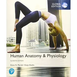 Human Anatomy & Physiology Global Edition - Елейн Маріб