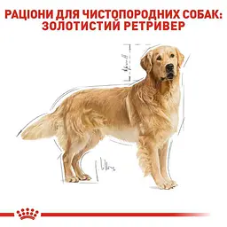 Сухий корм для дорослих собак породи Золотистий ретрівер Royal Canin Golden Retriever Adult, 3 кг (3970030) - мініатюра 3