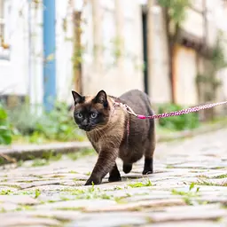 Набір для котів Шлея-повідець Max & Molly Harness Leopard Pink 1 розмір  - мініатюра 3