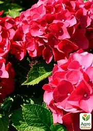 Саджанець Agro-Market Гортензія крупнолиста червона Червона красуня (Red beauty) (44821) - мініатюра 2