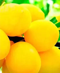 Саджанець Agro-Market Слива Біла медова (літній сорт, ранній термін дозрівання) (17580) 1 шт. в упаковці - мініатюра 2