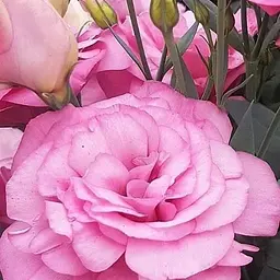 Еустома махрова "Mariachi Misty Pink" укорінена в контейнері Р9 (50682) 1 саженец