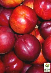Саджанець Agro-Market Нектарин Флейвор Топ (літній сорт, середній термін дозрівання) 1 шт. в упаковці (39945) - мініатюра 4