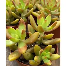 Очиток "Нуссбаумера" (Sedum nussbaumerianum) (182496) 1 саженец