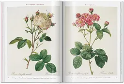 Pierre-Joseph Redouté. Roses. The Complete Plates 1817-1824 - мініатюра 4