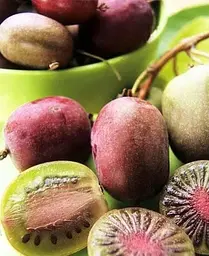 Саджанець Agro-Market Актинідія Пурпурова (міні-ківі, морозостійкий сорт, пізній термін дозрівання) (20747) 1 шт. в упаковці - мініатюра 4