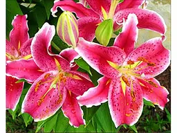 Алмазна мозаїка Прекрасні лілії, Strateg (30х40 см)