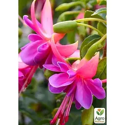 Саджанець Agro-Market Фуксія ампельна Amelie (контейнер № 10 висота 5-10 см) (49265) 1 шт. в упаковці - мініатюра 2