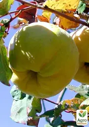Саджанець Agro-Market Айва Мир 1 шт. в упаковці (39897) - мініатюра 2