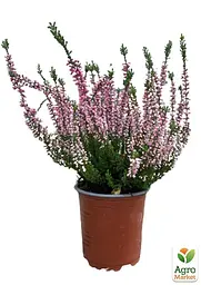 Саджанець Agro-Market Верес вічнозелений Svenja (44143) - мініатюра 3