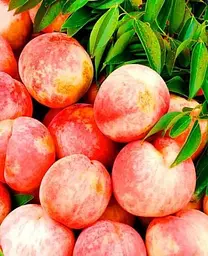 Саджанець Agro-Market Персик Фрост (літній сорт, середній термін дозрівання) (39955) 1 шт. в упаковці - мініатюра 2