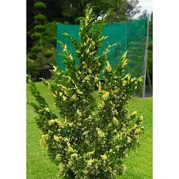 Саджанець Agro-Market Ялівець китайський Stricta Variegata вазон С1,5 висота 15-25 см 1 шт. в упаковці (102150) - мініатюра 2