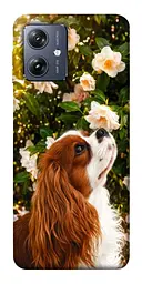 TPU чохол Demsky Flower spaniel для Motorola Moto G54
