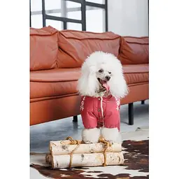 Комбінезон Pet Fashion Cherry ХS2 для дівчаток для собак - мініатюра 7