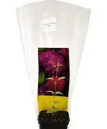 Клематис Agro-Market Blushing Lady 1 саджанець в упаковці (38147) - мініатюра 3