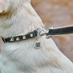 Нашийник для собак шкіряний Waudog Soft з QR-паспортом з шипами Ш 20 мм Д 30-39 см чорний - мініатюра 3