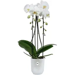 Горшик Elho Vibes fold orchid high 13 см прозорий (527662) - мініатюра 5
