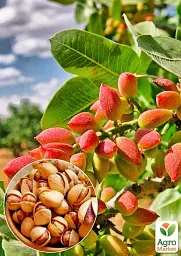 Саджанець Agro-Market Фісташка 2-річна Киргизька (морозостійка, не схильна до хвороб) 1 шт. в упаковці (178896) - мініатюра 2