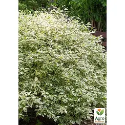 Саджанець Agro-Market Дерен 2-х річний Elegantissima С2 висота 40-50 см (182328) 1 шт. в упаковці - мініатюра 4