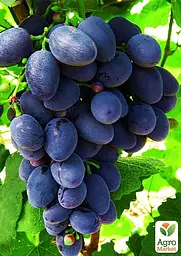 Саджанець Agro-Market Виноград Гала (ранній термін дозрівання, стійкий до захворювань і заморозків) 1 шт. в пакуванні (17698) - мініатюра 3