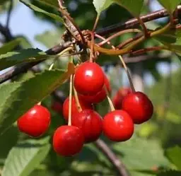 Саджанець Agro-Market Вишня Чернокорка (літній сорт, середньостиглий термін дозрівання) 1 шт. в упаковці (17575) - мініатюра 2