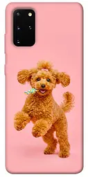 TPU чохол Demsky Happy poodle для Samsung Galaxy S20+