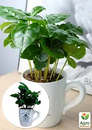 Саджанець Agro-Market Кава Arabica coffee у керамічній чашці 1 шт. в упаковці (183132) - мініатюра 3