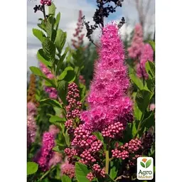 Саджанець Agro-Market Спірея Білларда Triumphans (горщик Р9) (182258) 1 шт. в упаковці - мініатюра 2