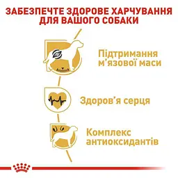Сухий корм для дорослих собак породи Боксер Royal Canin Boxer Adult, 12 кг (2588120) - мініатюра 6